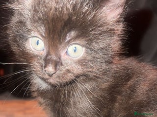 Mixed Breed cats 4 beautiful kittens - Advert 2