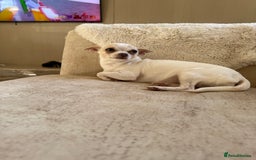 Mixed Breed dogs for sale: Chihuahua x Jack Russell - Image 10