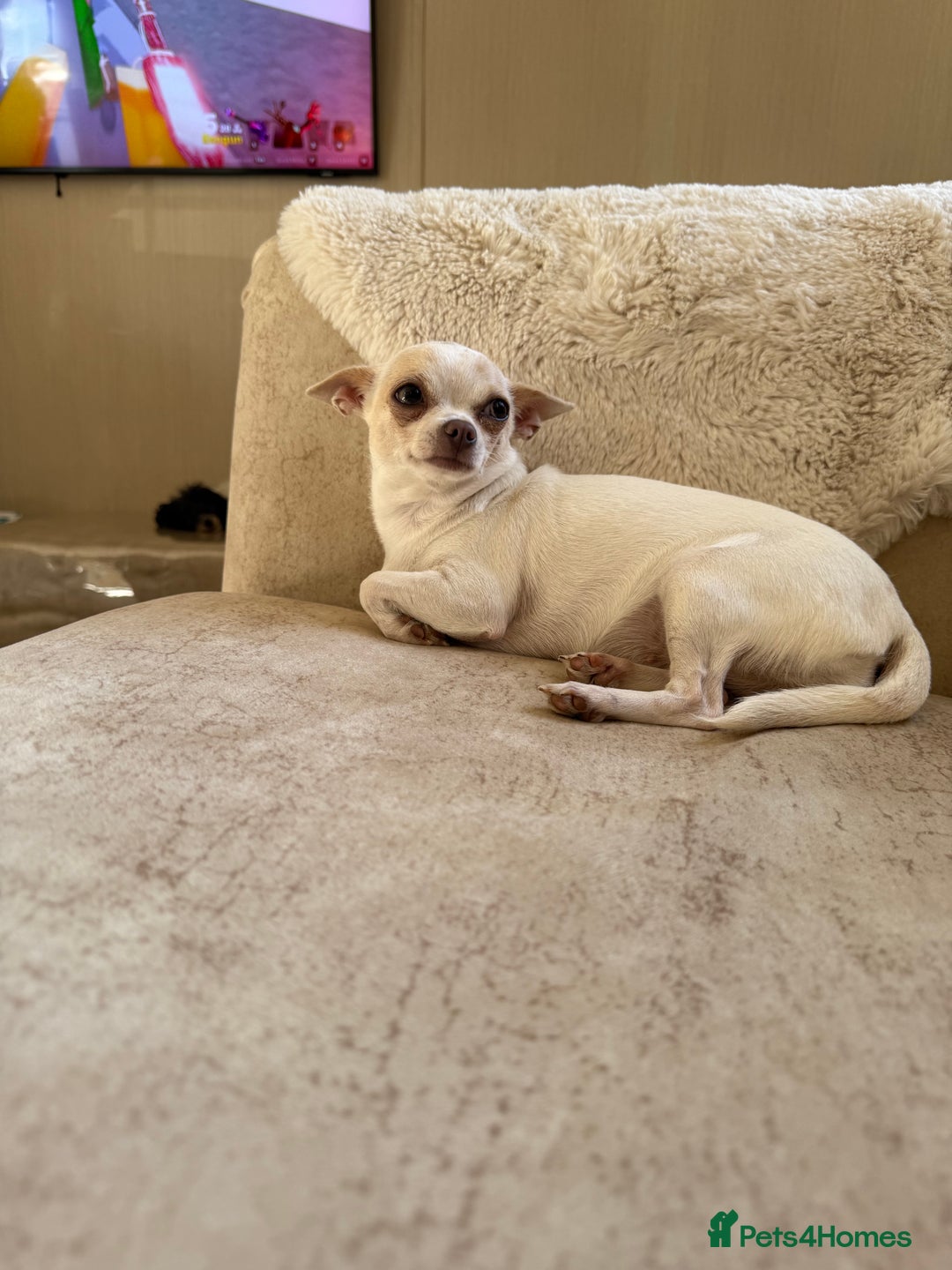 Mixed Breed dogs for sale: Chihuahua x Jack Russell - Image 10