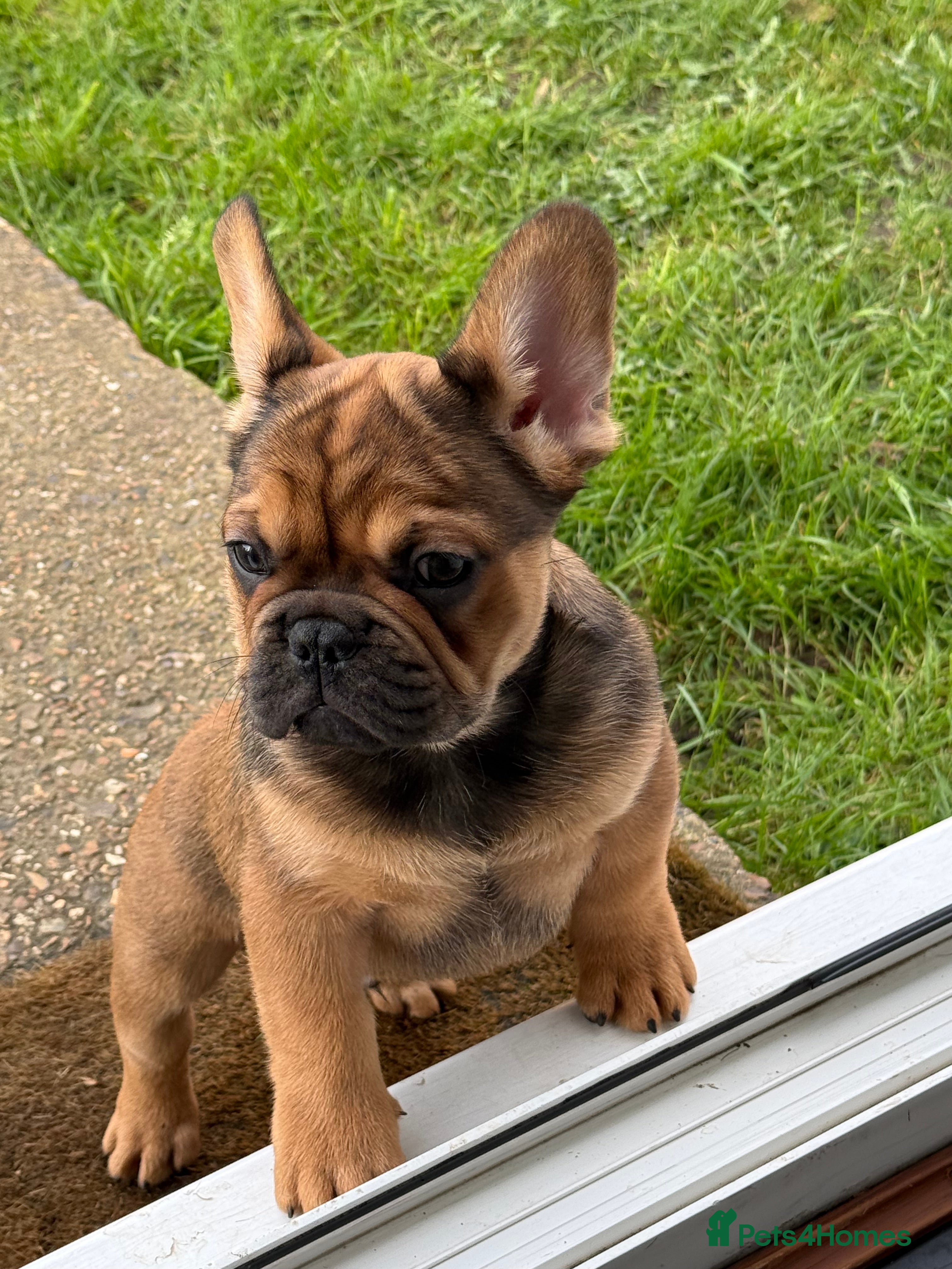 French Bulldog dogs French bulldog puppies - Advert 12