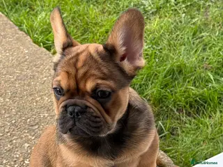 French Bulldog dogs French bulldog puppies - Advert 12