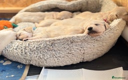 Golden Retriever dogs for sale: Golden retriever puppies  - Image 16