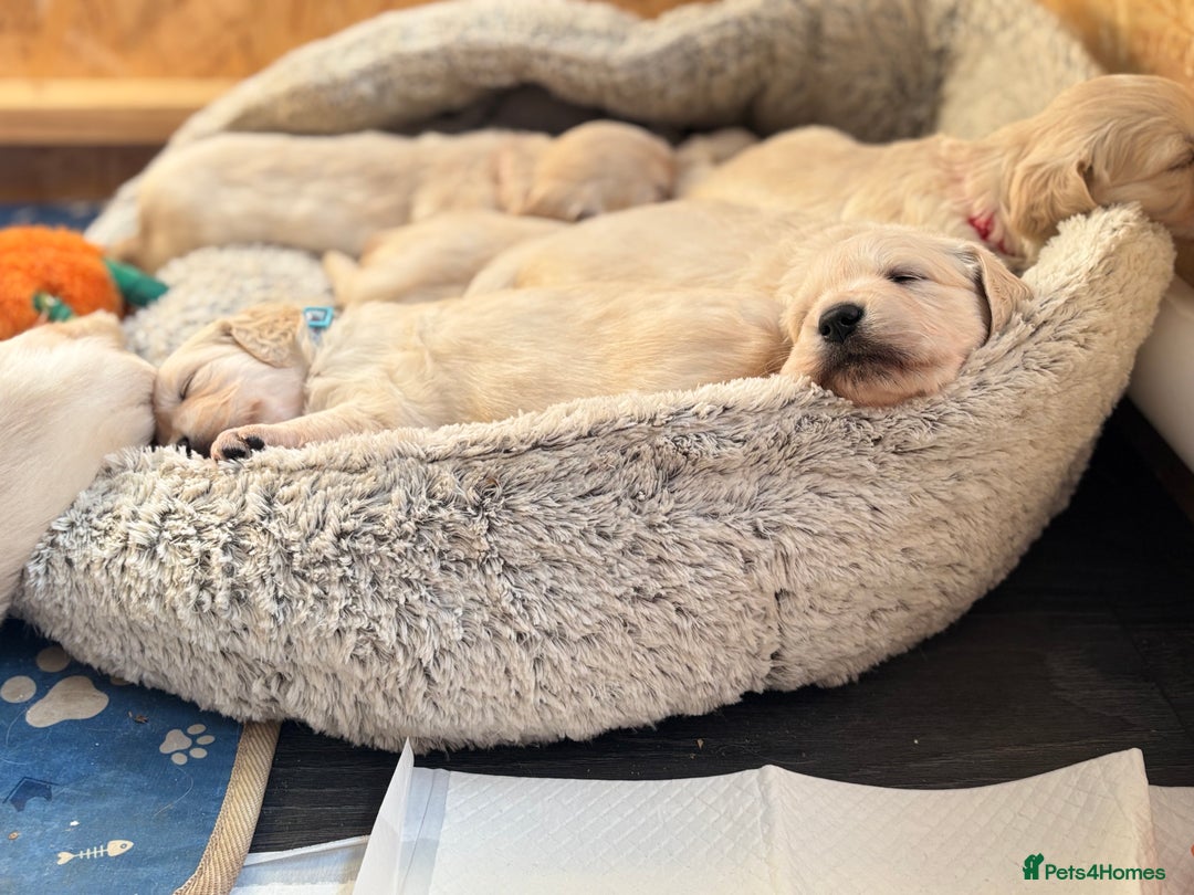 Golden Retriever dogs for sale: Golden retriever puppies  - Image 16