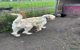 Mixed Breed dogs for adoption: SZITA, a Lovely Big Girl - for a Loving Home - Image 10