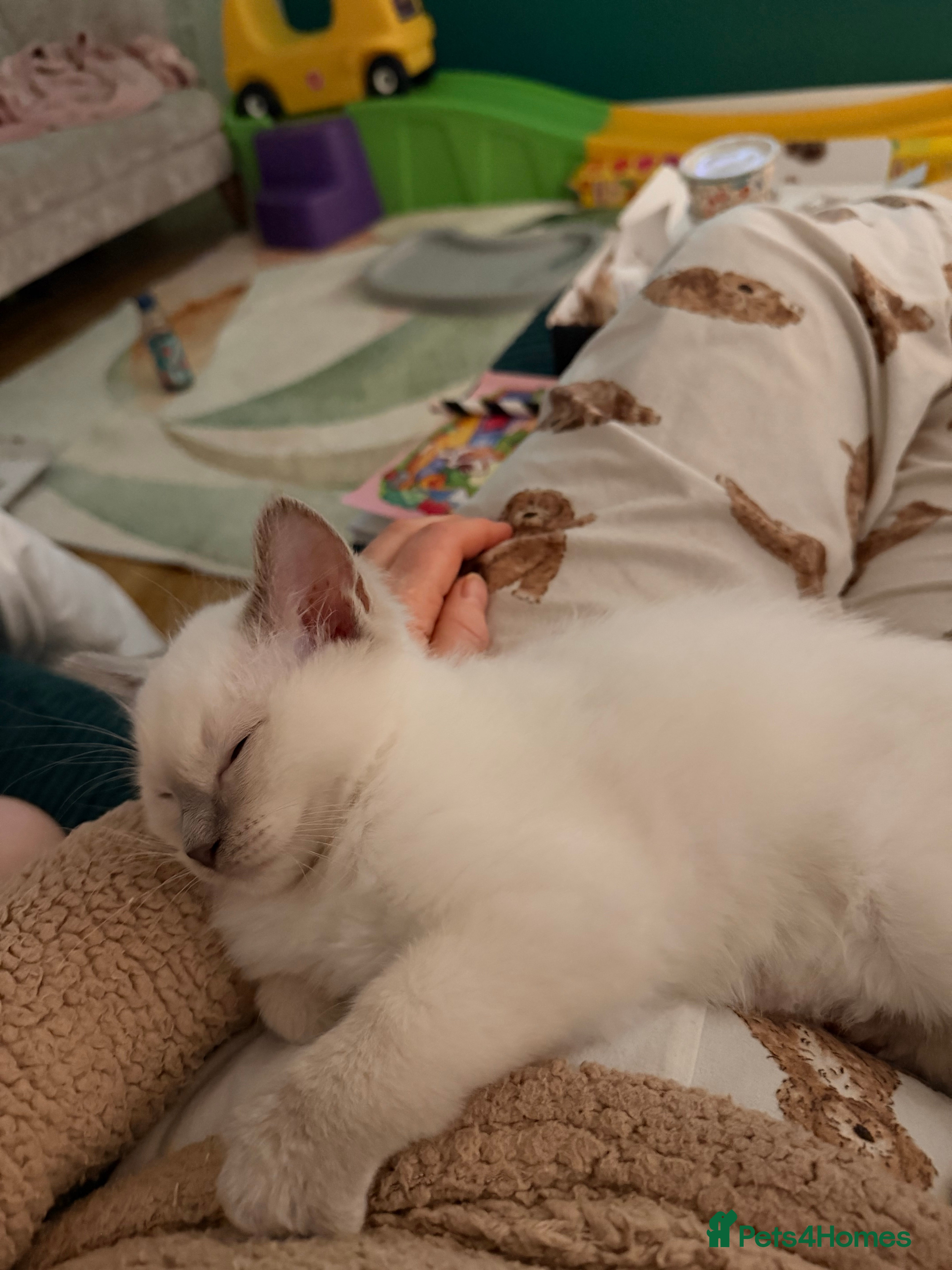 Ragdoll cats 💙 GCCF Lilac Male Ragdoll READY NOW 💙 - Advert 2