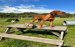 Hungarian Vizsla dogs for sale: Amazing KC reg Hungarian vizsla puppies - Image 36