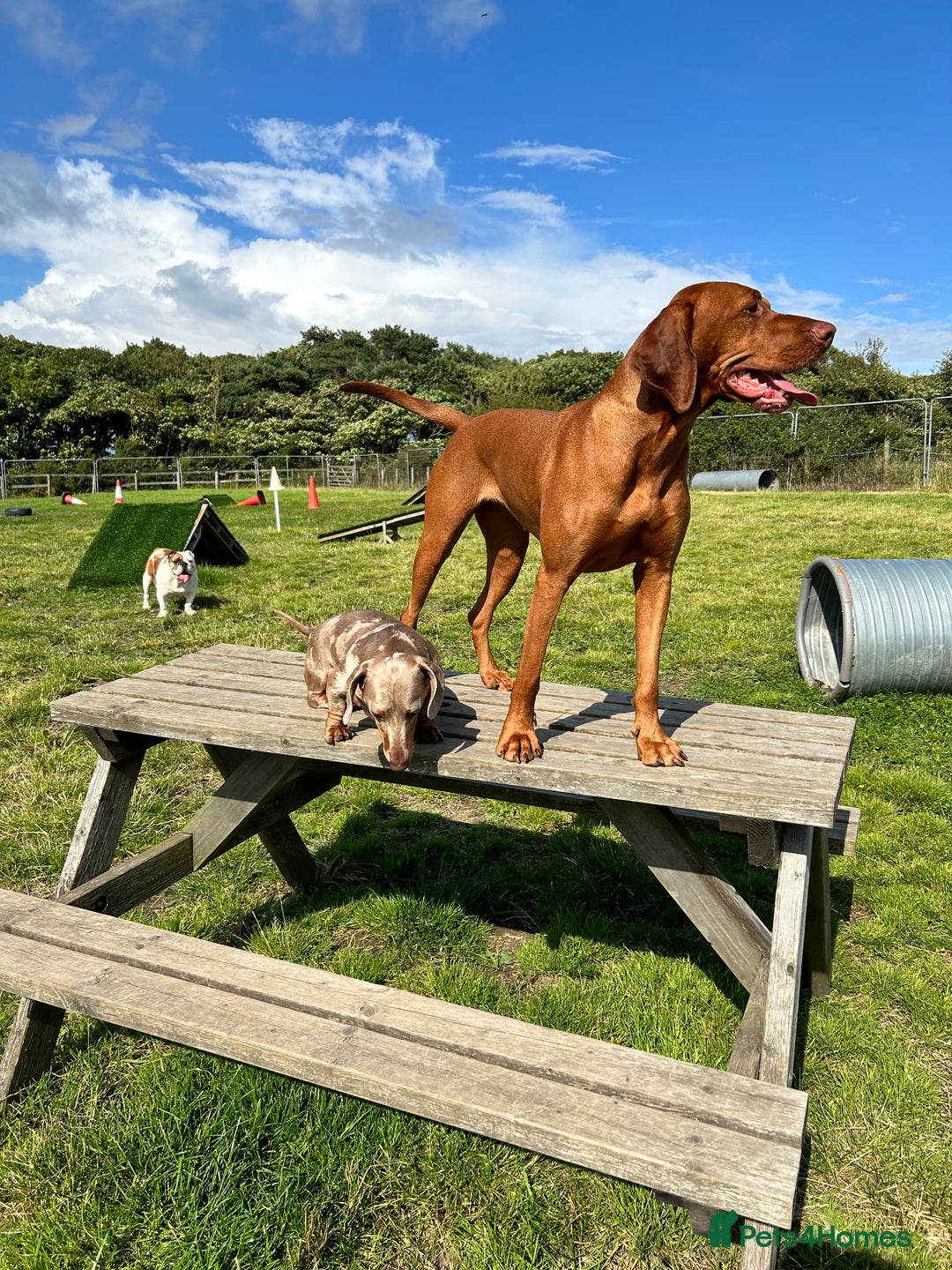 Hungarian Vizsla dogs for sale: Amazing KC reg Hungarian vizsla puppies - Image 36