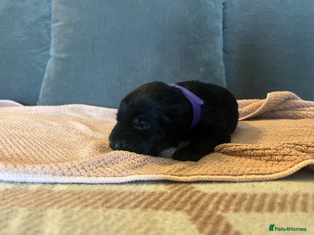 Mixed Breed dogs for sale: 3/4 lab 1/4 collie puppies  in Whitby - Image 29