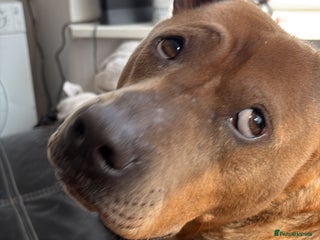 Thai Ridgeback dogs - Advert 2