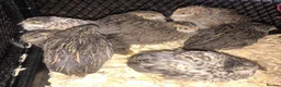 Quail poultry for sale: QUAIL HATCHING EGGS/CHINESE PAINTED BUTTONS - Advert 10