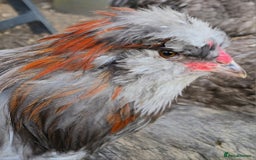 Chickens poultry for sale: Blue & red tailed bearded British Araucana - Image 8