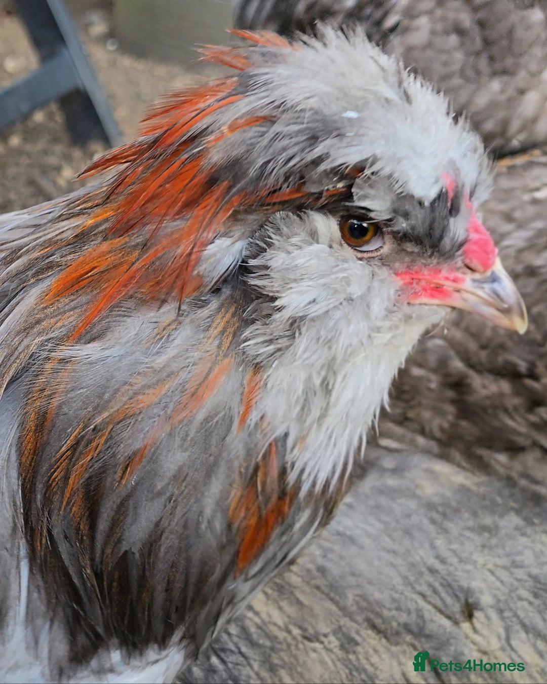 Chickens poultry for sale: Blue & red tailed bearded British Araucana - Image 8