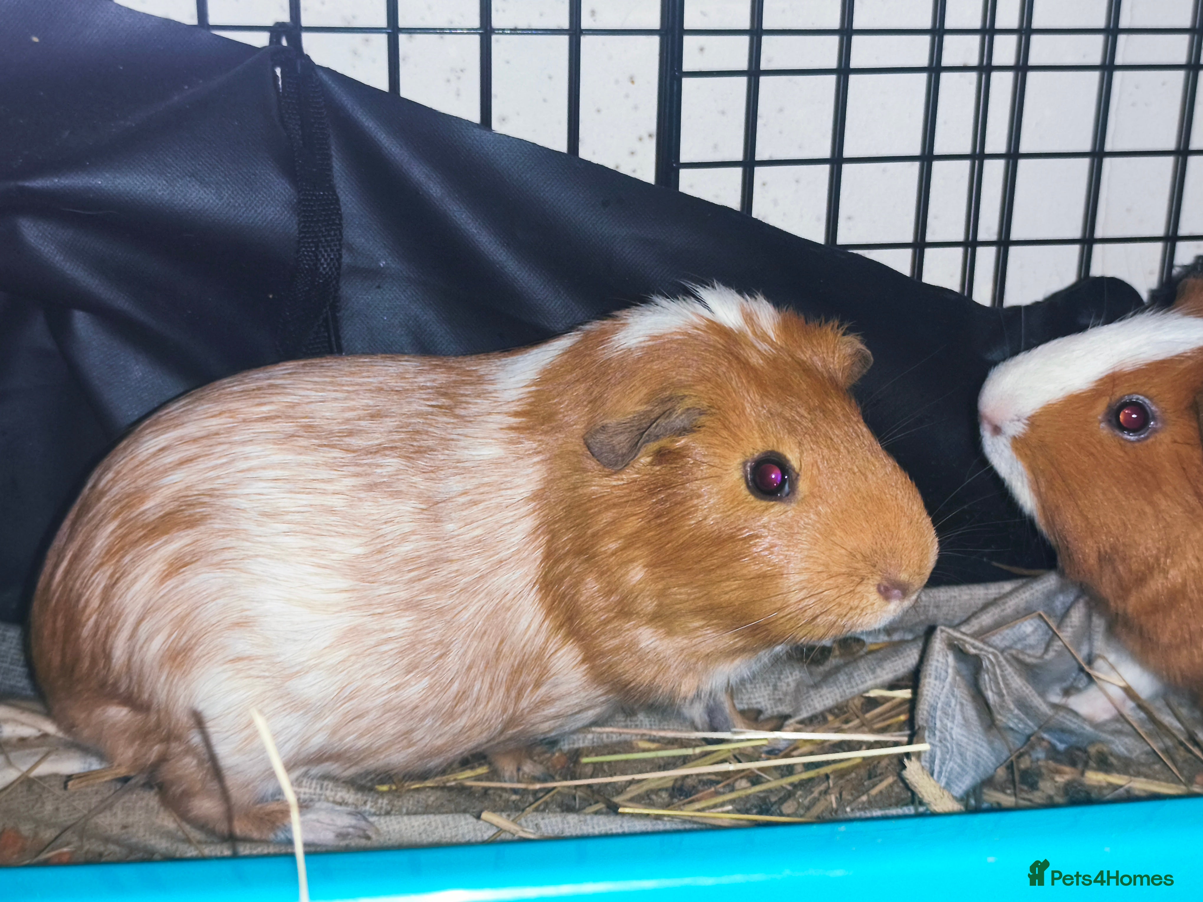 Guinea Pig rodents 2 Male Guinea pigs For adoption  - Advert 1