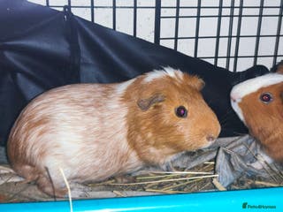 Guinea Pig rodents 2 Male Guinea pigs For adoption - Advert 13
