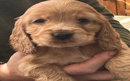 Cocker Spaniel dogs for sale: Stunning KC Reg Show Cocker, health tested mum - Advert 20