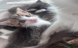 Mixed Breed cats for sale: Beautiful kittens  - Image 2