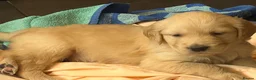 Golden Retriever dogs for sale: Kennel Club Health Tested Golden Retriever Puppies - Advert 4