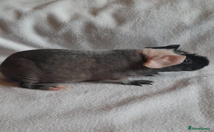 Guinea Pig rodents - Advert 4