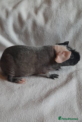 Guinea Pig rodents - Advert 14