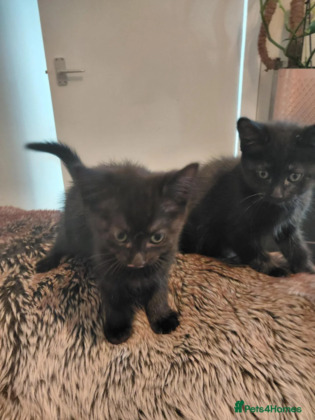 Mixed Breed cats for sale: 2 Black Very Playful Kittens/ South Shields  in East Boldon - Advert 4