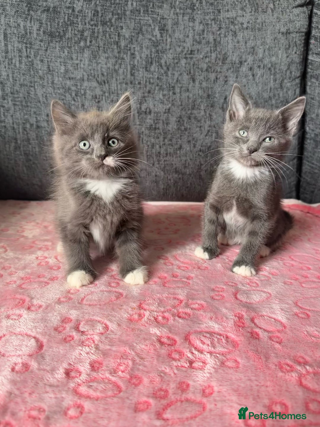 Russian Blue cats for sale: Gorgeous Russian Blue Cross Kittens Ready! 💝 - Image 3