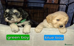 Cockapoo dogs for sale: F1 Cockerpoo puppies - Image 10