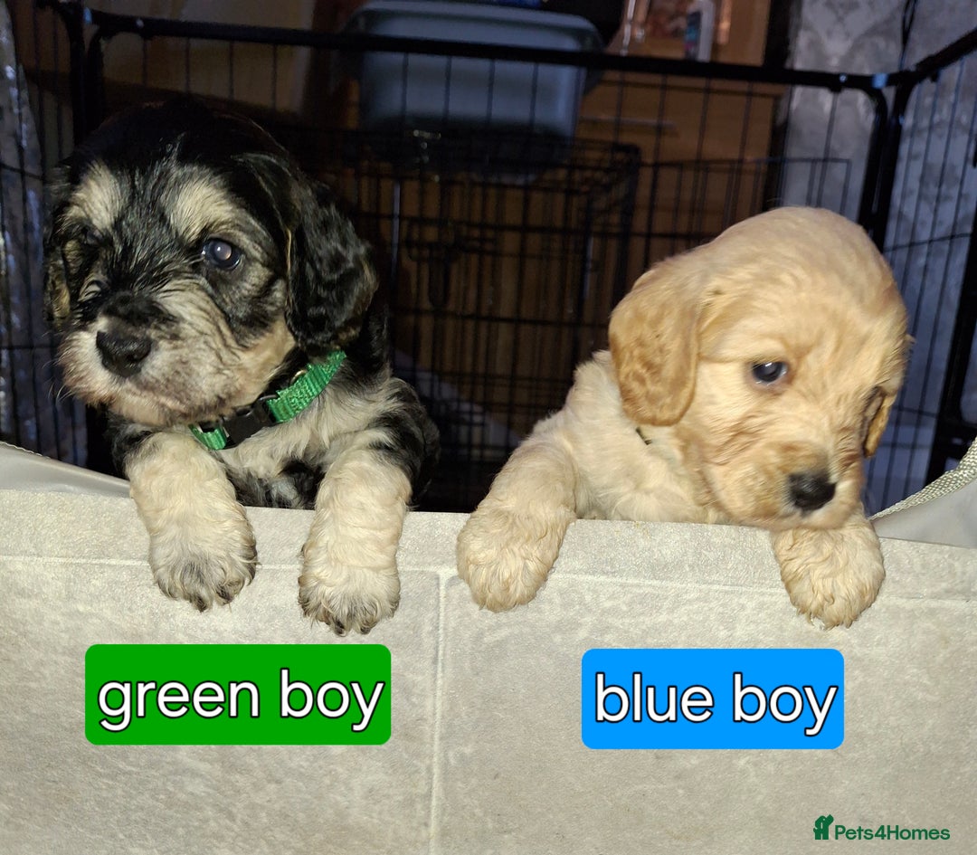 Cockapoo dogs for sale: F1 Cockerpoo puppies - Image 10