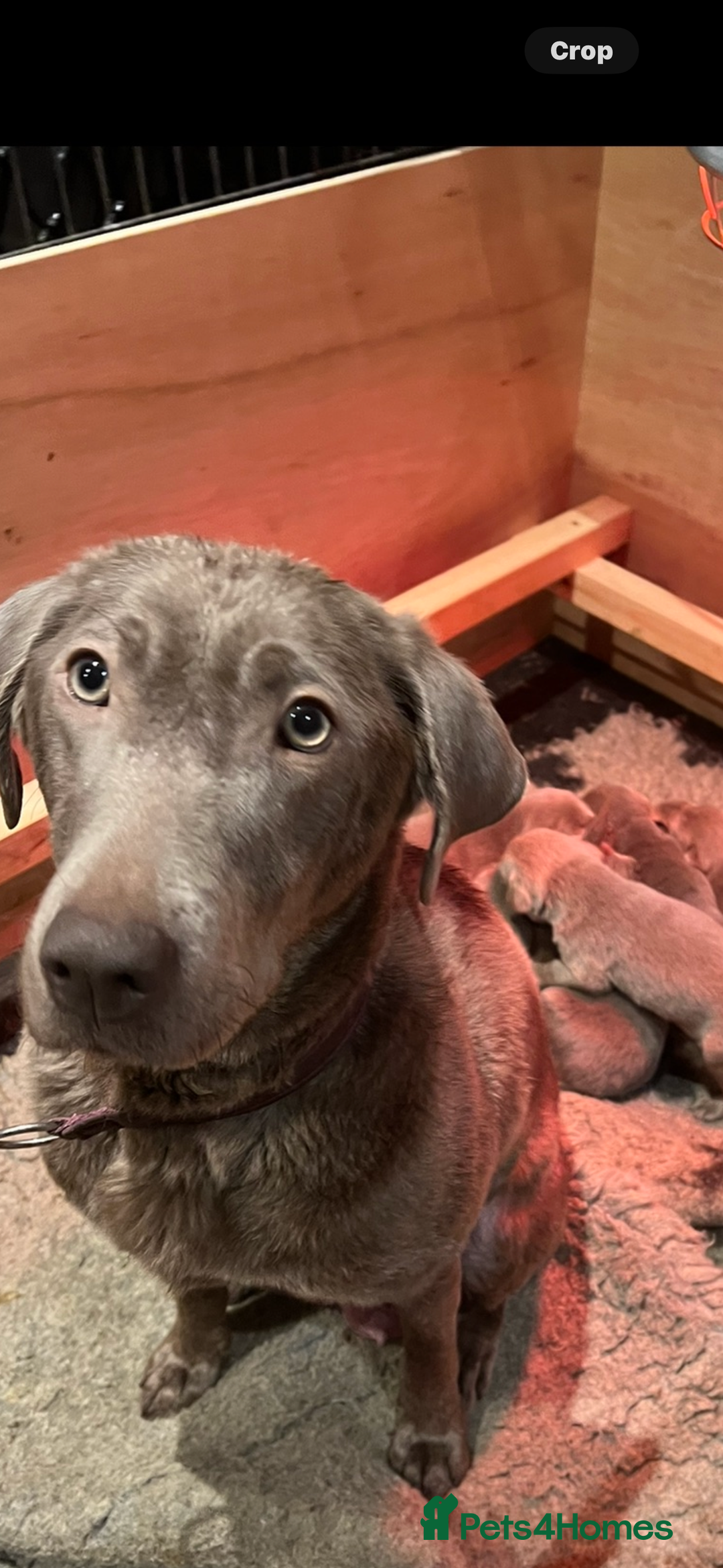 Labrador Retriever dogs for sale: STUNNING SILVER LABRADOR PUPS - Advert 10