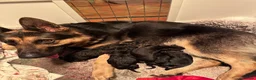 German Shepherd dogs for sale: 2 STUNNING GERMAN SHEPHERD BOYS  - Advert 5