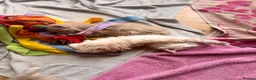Maine Coon cats for sale: Maine coon kittens  in Newton Stewart - Advert 5