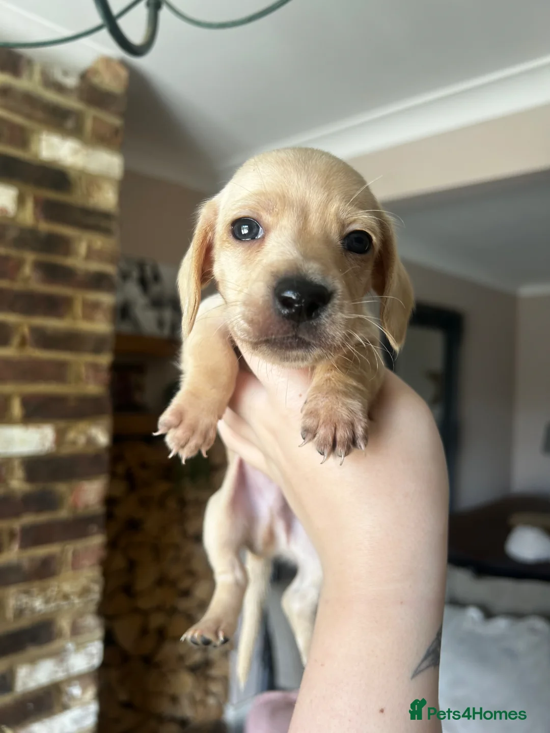 Dachshund dogs for sale: Beautiful long and smooth haired dachshunds in Southampton - Advert 11