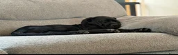 Cane Corso dogs for sale: Cane Corso Puppy - Advert 2