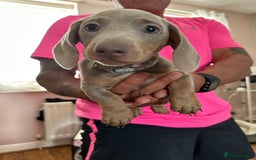 Miniature Dachshund dogs for sale: Miniature Dachshund Puppies  in Newcastle upon Tyne - Image 18