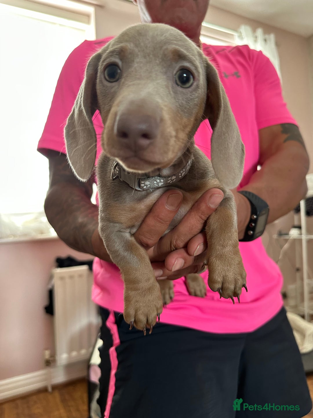 Miniature Dachshund dogs for sale: Miniature Dachshund Puppies  in Newcastle upon Tyne - Image 18