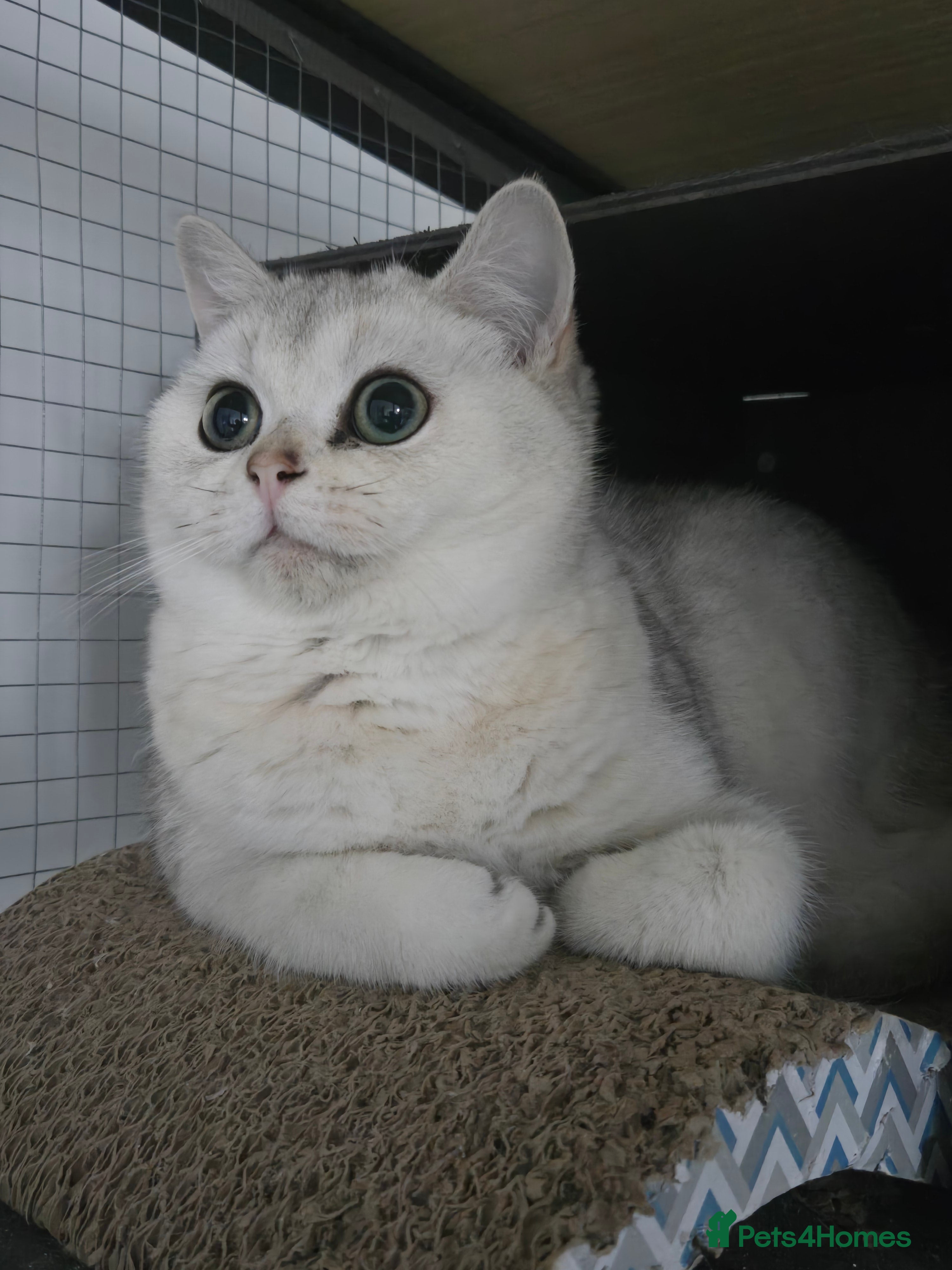 British Shorthair cats Only Alaskian Ice now available  - Advert 7