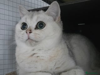 British Shorthair cats Only Alaskian Ice now available - Advert 7
