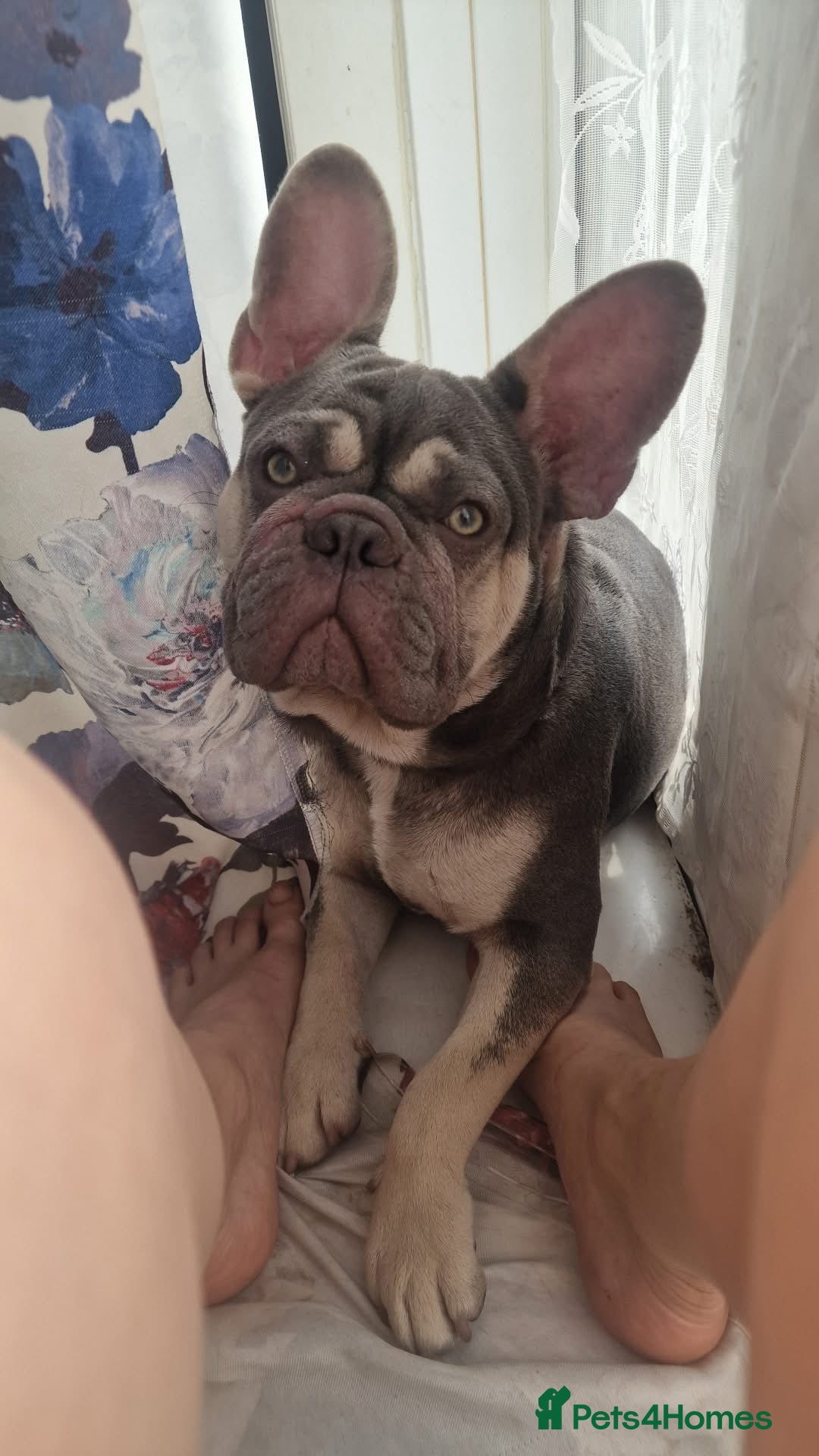 French Bulldog dogs French bulldog in Huddersfield - Advert 1