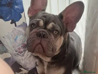 French Bulldog dogs French bulldog in Huddersfield - Advert 1