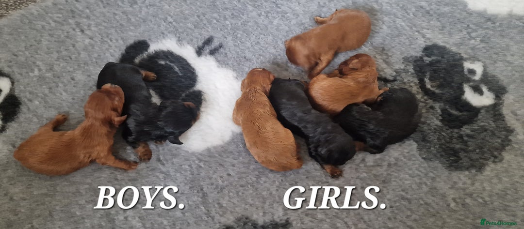 Cavalier King Charles Spaniel dogs for sale: Cavalier King Charles Spaniel puppies - Image 2