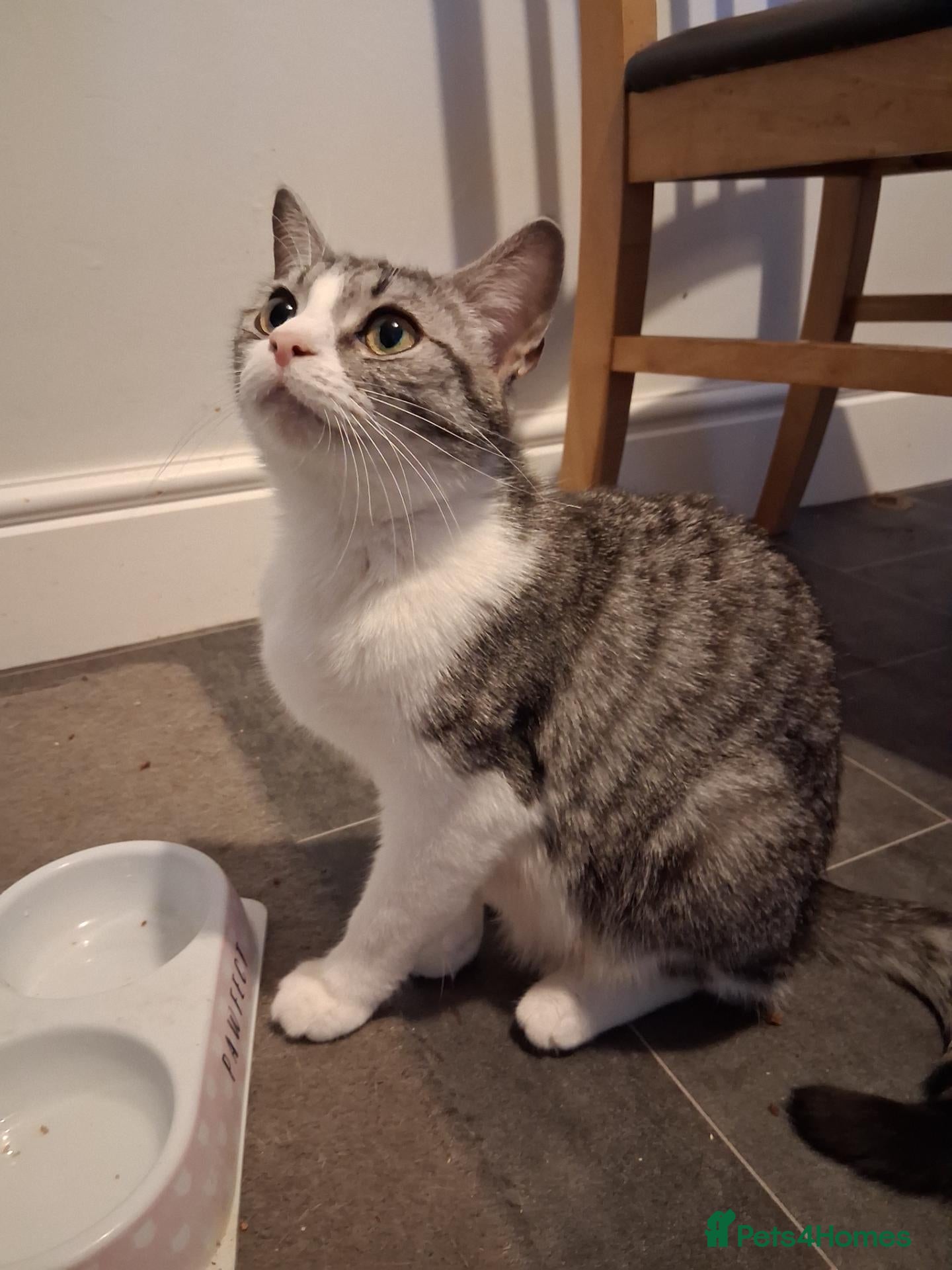 Mixed Breed cats for sale: Adults 1+ - Advert 1