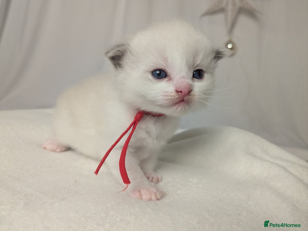 Ragdoll cats for sale: Beautiful GCCF Registered Ragdoll Kittens  🐾 - Advert 13