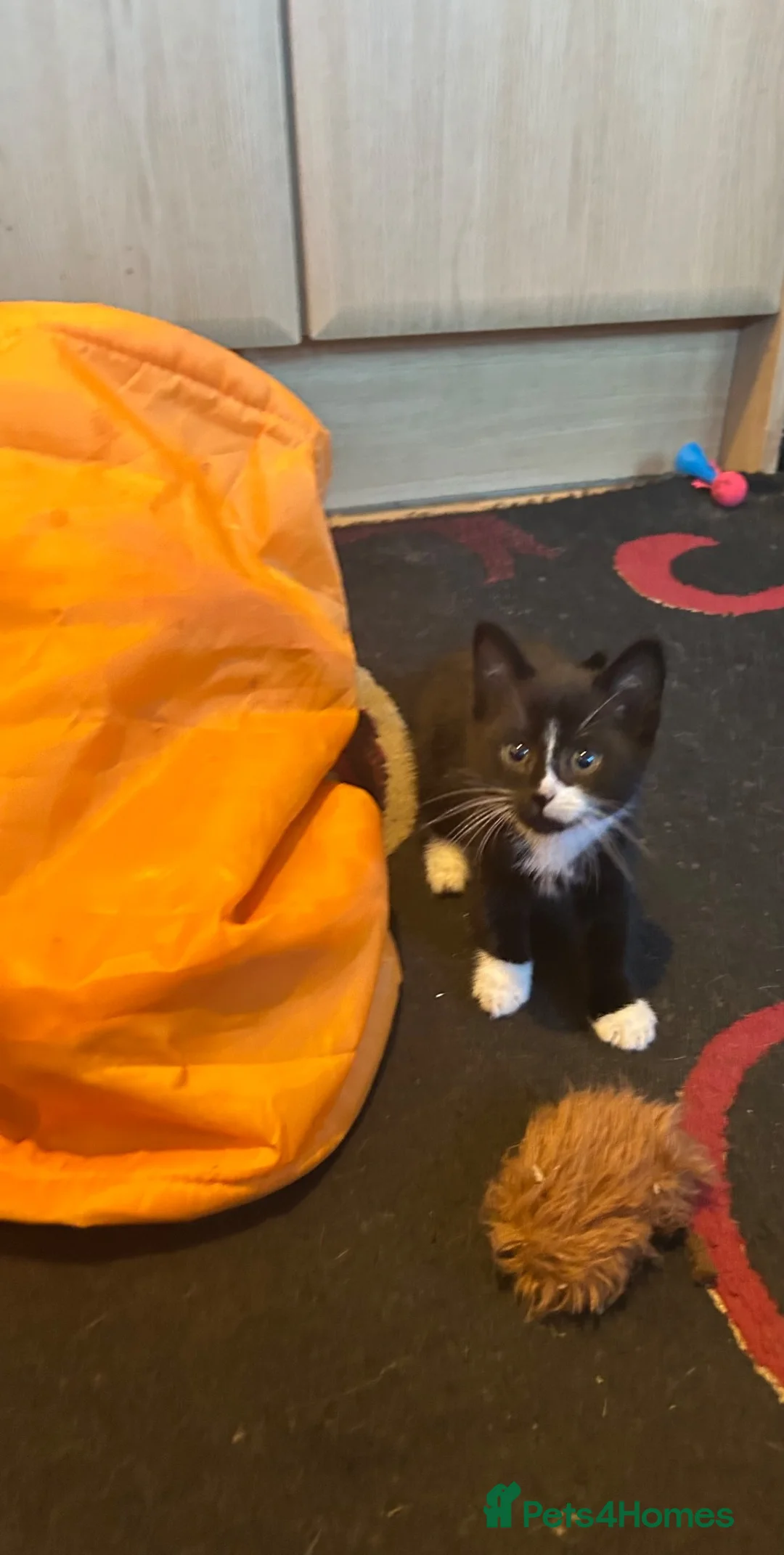 Mixed Breed cats for sale: 2 Beautiful Kittens - Advert 2