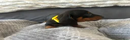 Miniature Dachshund dogs for sale: Miniature Daschund Pups for loving homes - Advert 26