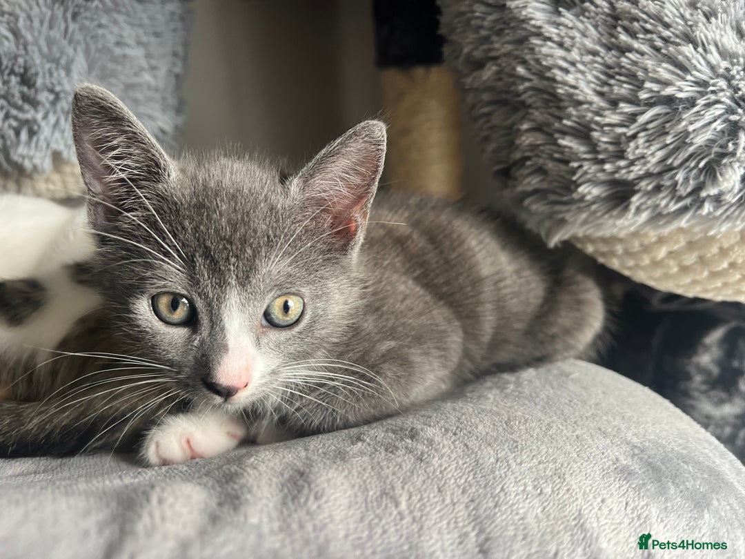 Mixed Breed cats for sale: 2 Gorgeous Bengal cross British Shorthair  - Image 4