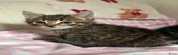 Mixed Breed cats for sale: Kittens in London - Advert 7