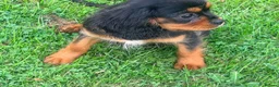 Cavalier King Charles Spaniel dogs for sale:  Exceptional Cavalier King Charles Puppies in Dudley - Advert 11