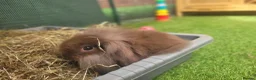 Mini Lion Lop rabbits for sale: Adorable Mini Lion Lops - READY JULY 1ST - Advert 21
