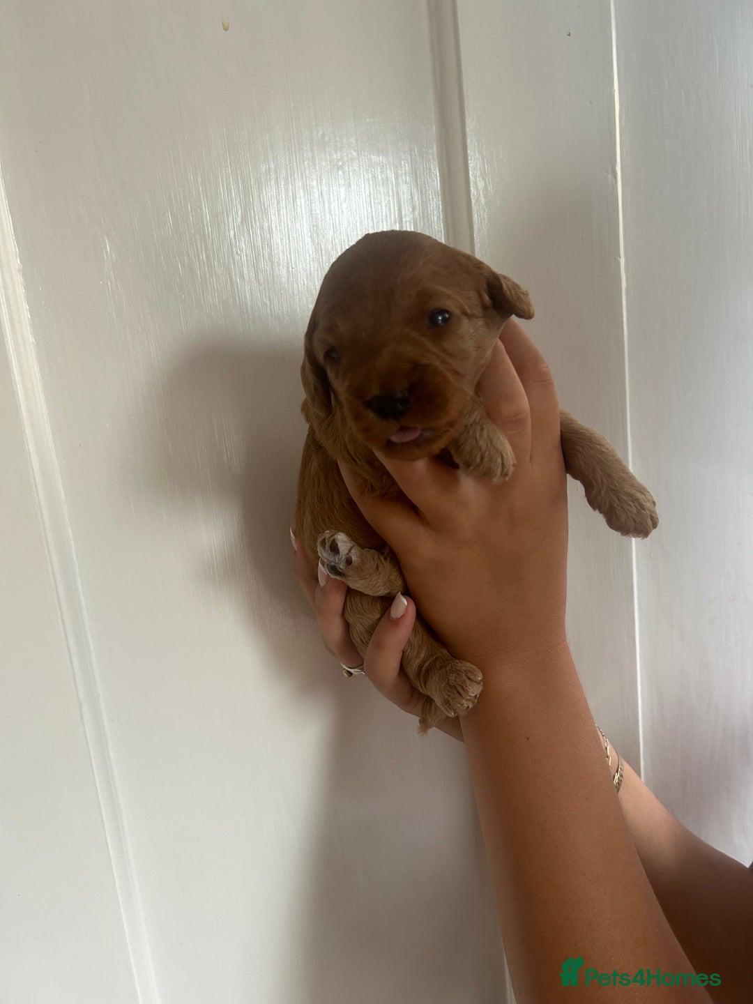 Cockapoo dogs for sale: Adorable Cockapoo Puppies  - Image 9