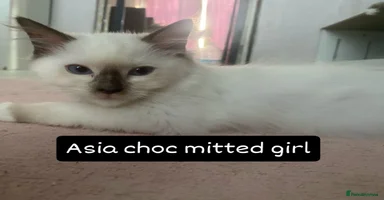 Ragdoll cats - Advert 11