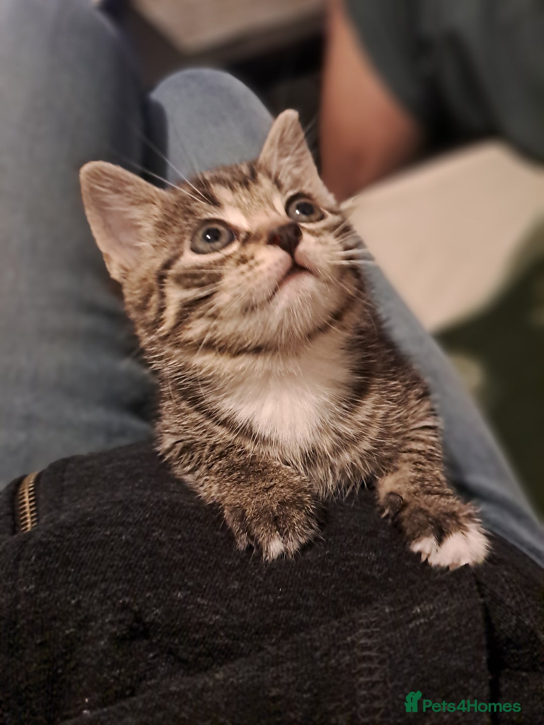 Mixed Breed cats for sale: Gorgeous kittens looking for their forever home.  - Advert 15